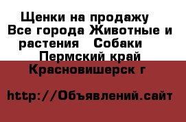 Щенки на продажу - Все города Животные и растения » Собаки   . Пермский край,Красновишерск г.